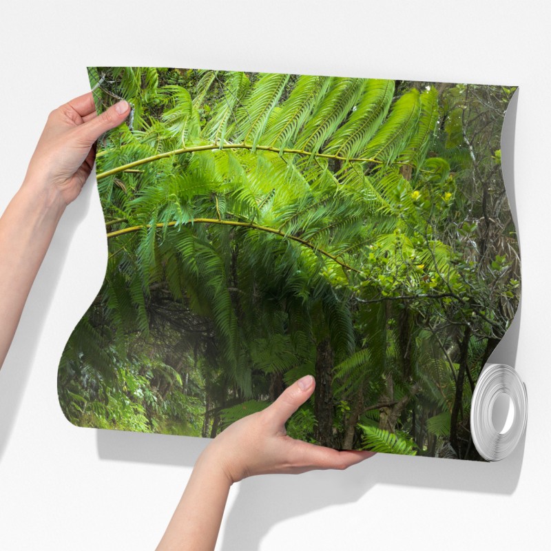 Fototapeta bujny las deszczowy na szlaku Kilauea Iki, Hawaje – Wallissimo® Fototapeta bujny las deszczowy na szlaku Kilauea Iki, Hawaje – Wallissimo®