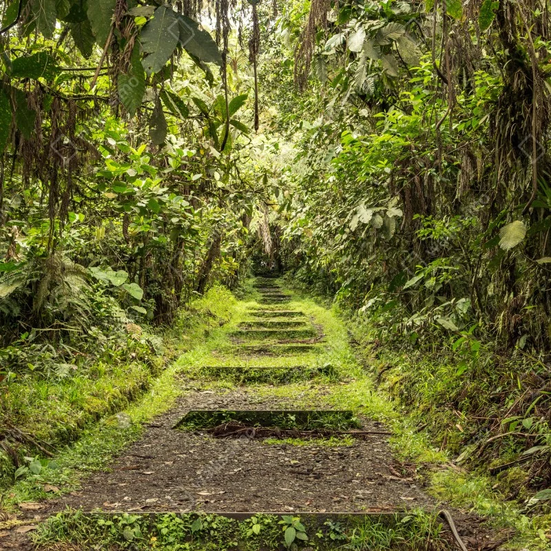 Fototapeta ścieżka przez bujną dżunglę – Wallissimo® Fototapeta ścieżka przez bujną dżunglę – Wallissimo®