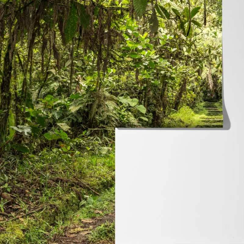 Fototapeta ścieżka przez bujną dżunglę – Wallissimo® Fototapeta ścieżka przez bujną dżunglę – Wallissimo®