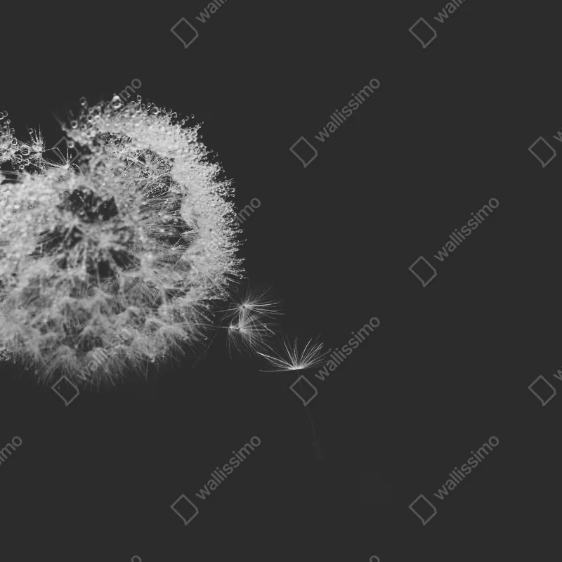 Fototapeta delikatny dmuchawiec w monochromie – Wallissimo® Fototapeta delikatny dmuchawiec w monochromie – Wallissimo®