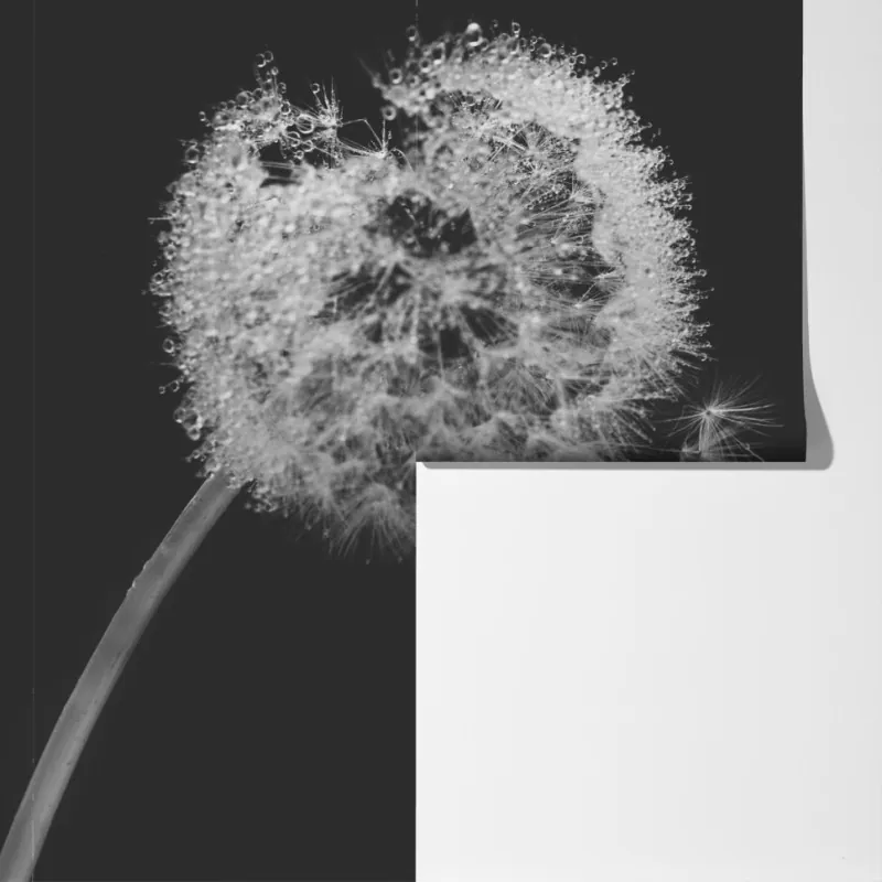 Fototapeta delikatny dmuchawiec w monochromie – Wallissimo® Fototapeta delikatny dmuchawiec w monochromie – Wallissimo®