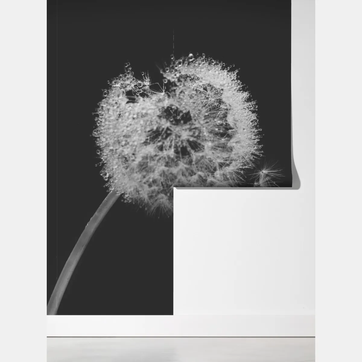 Fototapeta delikatny dmuchawiec w monochromie – Wallissimo® Fototapeta delikatny dmuchawiec w monochromie – Wallissimo®