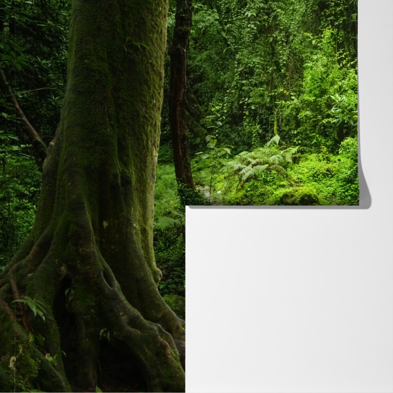 Fototapeta bujny zielony leśny wodospad – Wallissimo® Fototapeta bujny zielony leśny wodospad – Wallissimo®