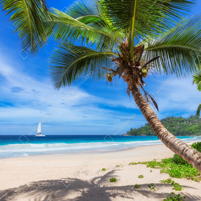 Fototapeta tropikalna plaża z palmą – Wallissimo® Fototapeta tropikalna plaża z palmą – Wallissimo®