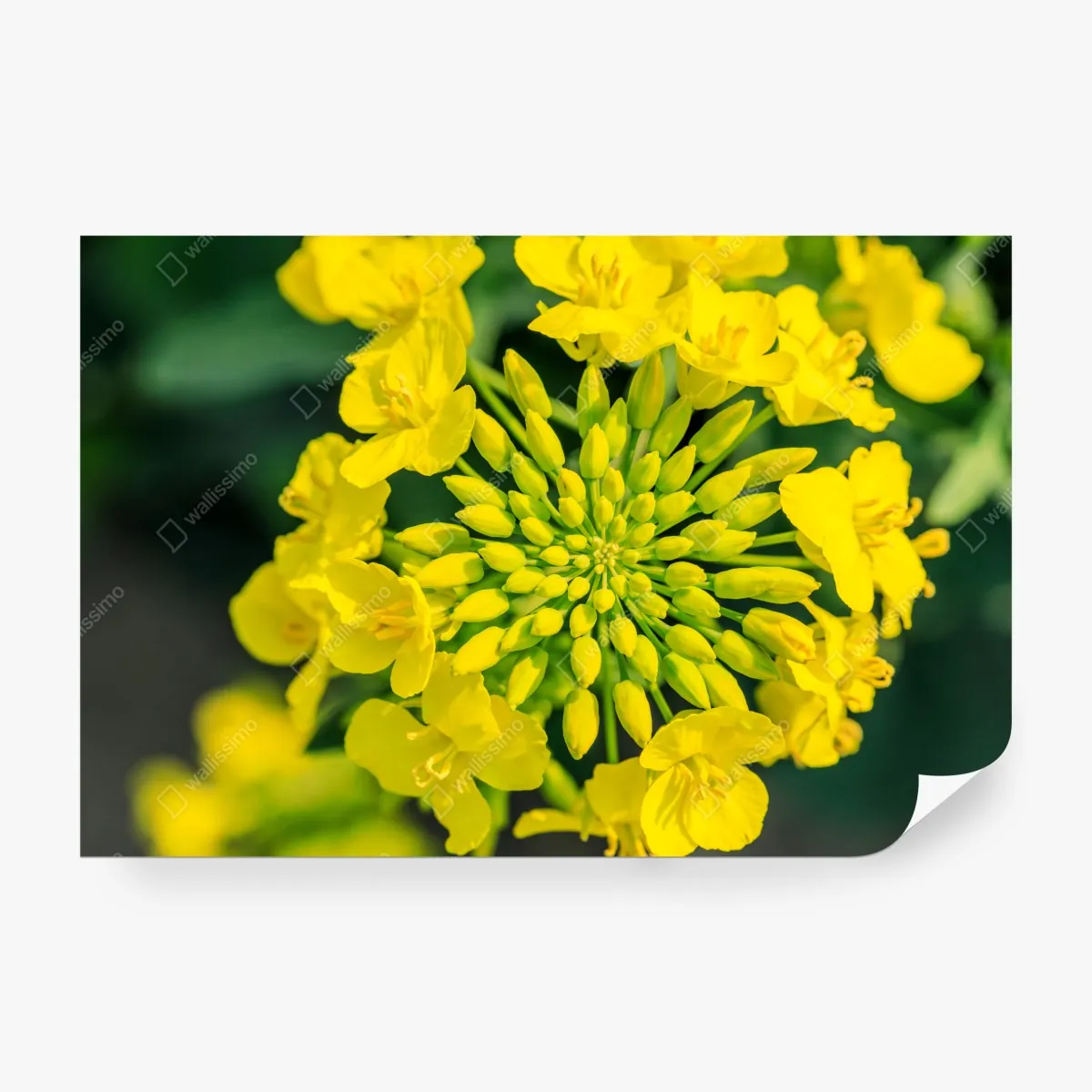Fototapeta żywy żółty kwiat rzepaku w zbliżeniu – Wallissimo® Fototapeta żywy żółty kwiat rzepaku w zbliżeniu – Wallissimo®
