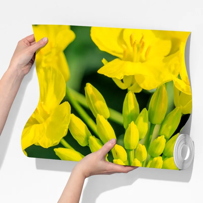 Fototapeta żywy żółty kwiat rzepaku w zbliżeniu – Wallissimo® Fototapeta żywy żółty kwiat rzepaku w zbliżeniu – Wallissimo®