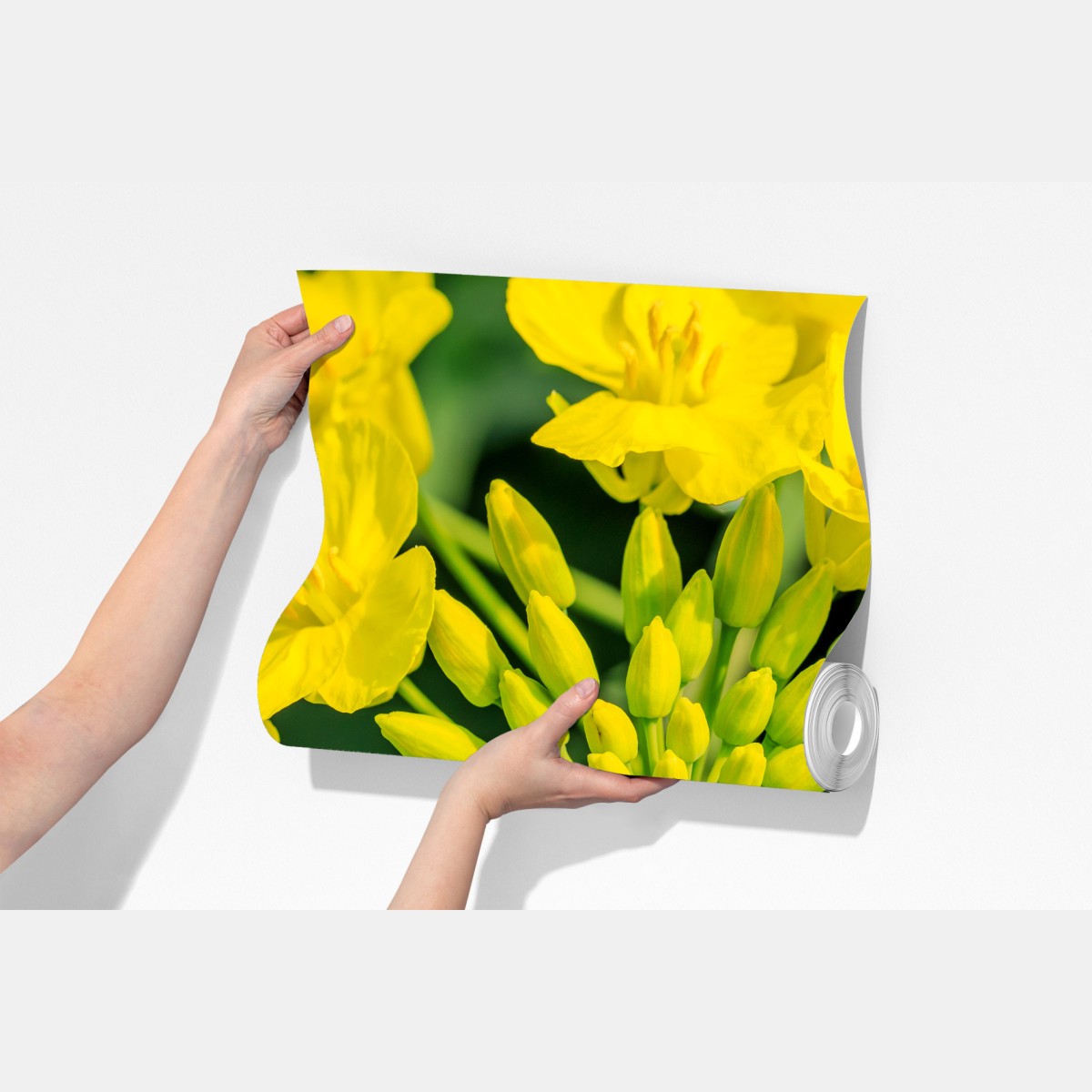 Fototapeta żywy żółty kwiat rzepaku w zbliżeniu – Wallissimo® Fototapeta żywy żółty kwiat rzepaku w zbliżeniu – Wallissimo®