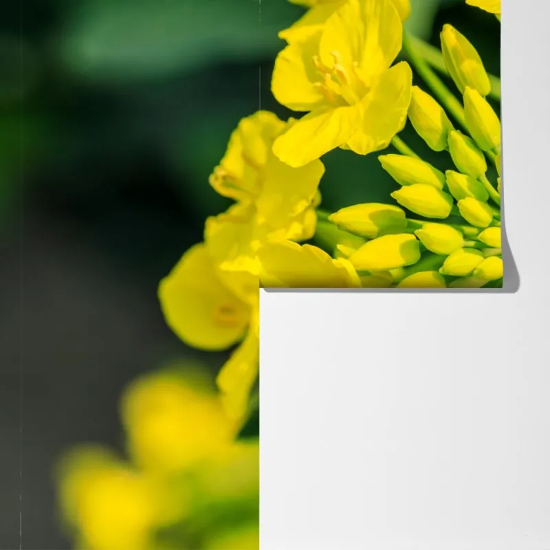 Fototapeta żywy żółty kwiat rzepaku w zbliżeniu – Wallissimo® Fototapeta żywy żółty kwiat rzepaku w zbliżeniu – Wallissimo®