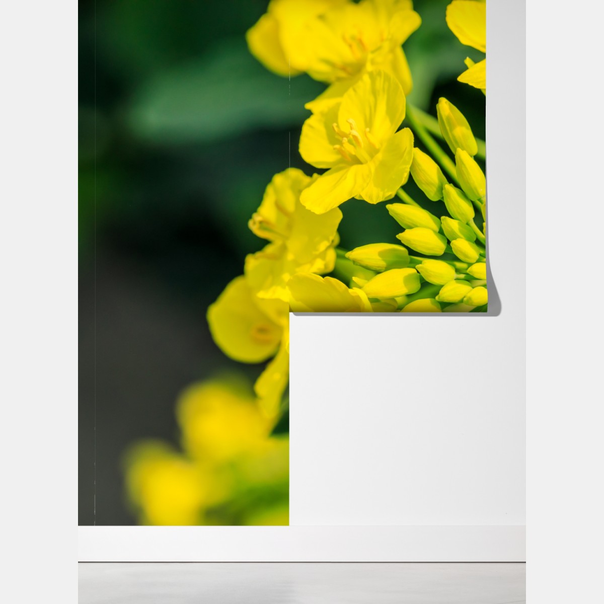 Fototapeta żywy żółty kwiat rzepaku w zbliżeniu – Wallissimo® Fototapeta żywy żółty kwiat rzepaku w zbliżeniu – Wallissimo®