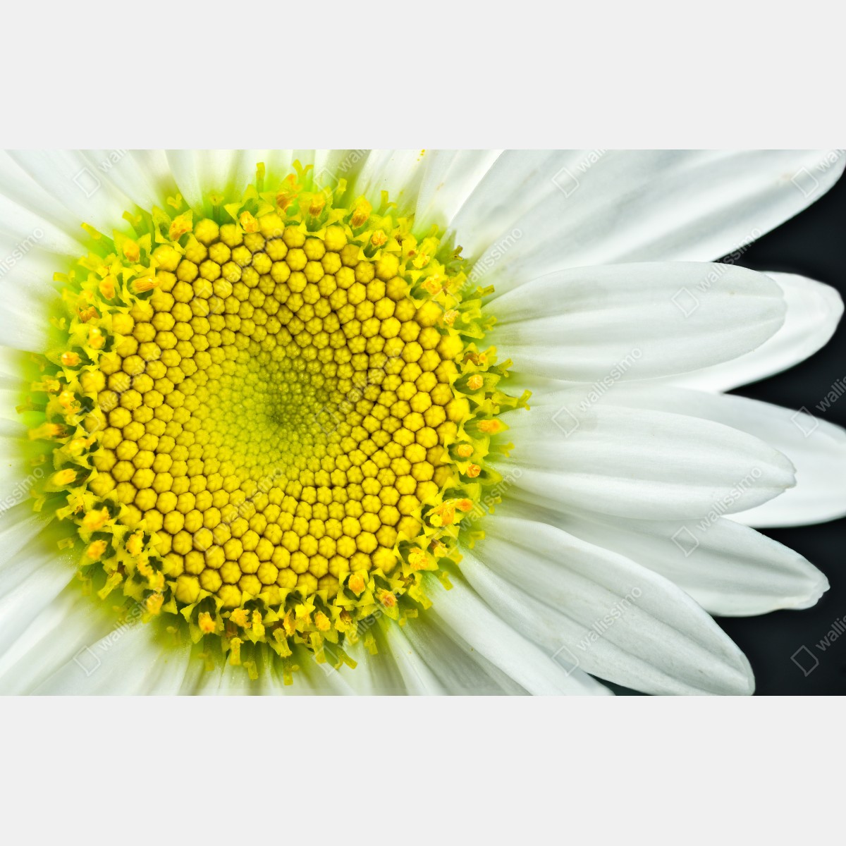 Fototapeta makro stokrotki w spiralnym wzorze – Wallissimo® Fototapeta makro stokrotki w spiralnym wzorze – Wallissimo®