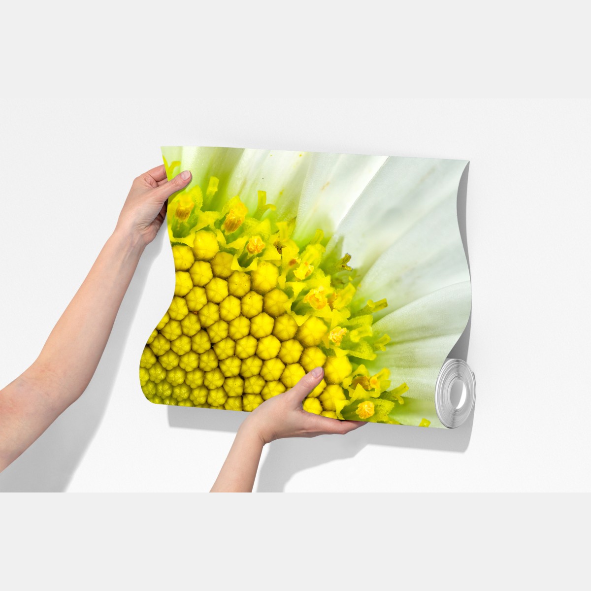 Fototapeta makro stokrotki w spiralnym wzorze – Wallissimo® Fototapeta makro stokrotki w spiralnym wzorze – Wallissimo®