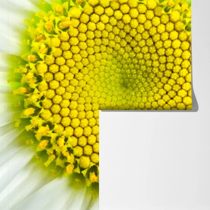 Fototapeta makro stokrotki w spiralnym wzorze – Wallissimo® Fototapeta makro stokrotki w spiralnym wzorze – Wallissimo®