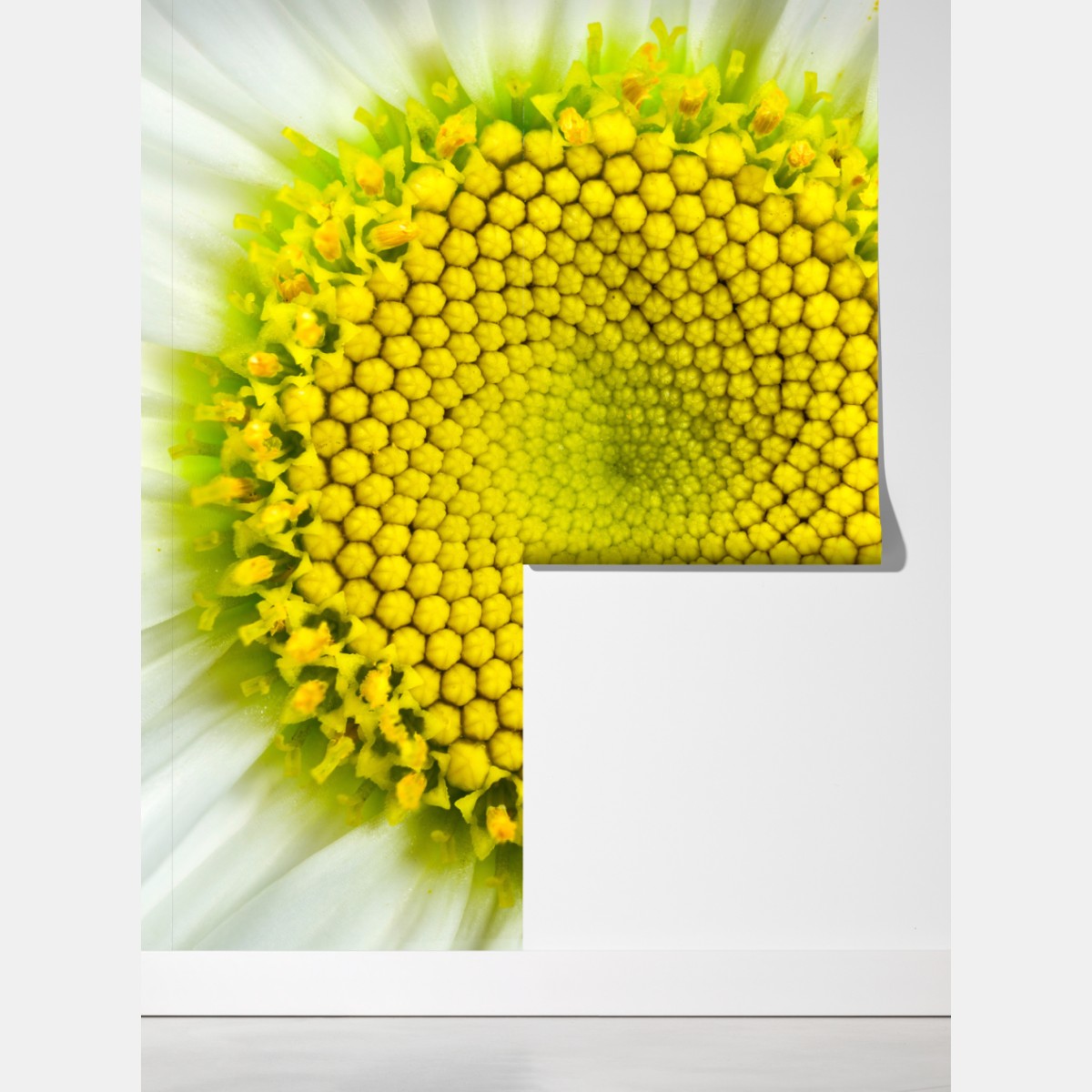 Fototapeta makro stokrotki w spiralnym wzorze – Wallissimo® Fototapeta makro stokrotki w spiralnym wzorze – Wallissimo®