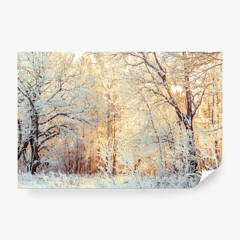 Fototapeta żywa czerwona róża - zbliżenie – Wallissimo®