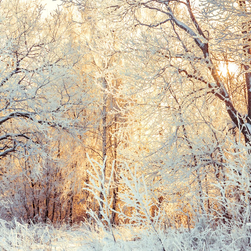 Fototapeta zimowe światło słońca w zaśnieżonym lesie – Wallissimo® Fototapeta zimowe światło słońca w zaśnieżonym lesie – Wallissimo®