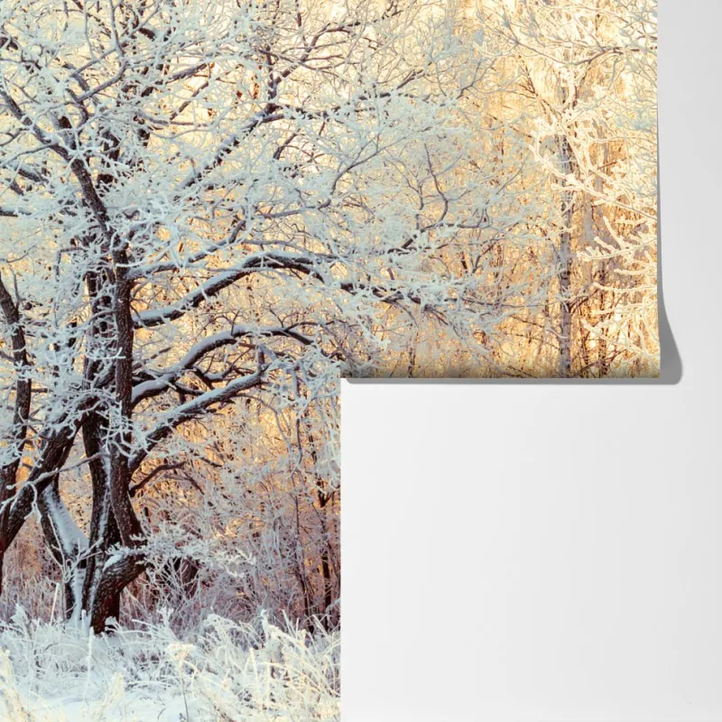 Fototapeta zimowe światło słońca w zaśnieżonym lesie – Wallissimo® Fototapeta zimowe światło słońca w zaśnieżonym lesie – Wallissimo®