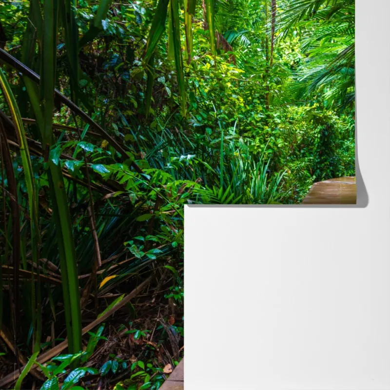 Fototapeta mangrowa kładka w bujnej zielonej dżungli – Wallissimo® Fototapeta mangrowa kładka w bujnej zielonej dżungli – Wallissimo®