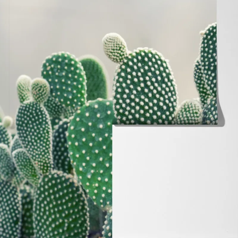 Fototapeta zbliżenie kaktusa opuncji – Wallissimo® Fototapeta zbliżenie kaktusa opuncji – Wallissimo®