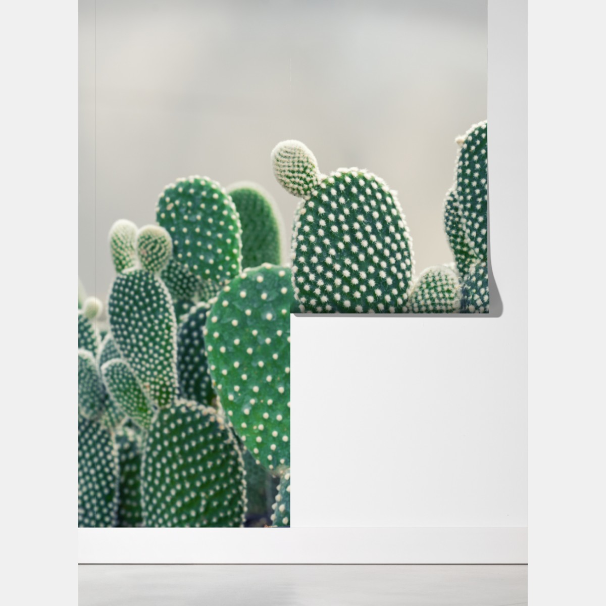 Fototapeta zbliżenie kaktusa opuncji – Wallissimo® Fototapeta zbliżenie kaktusa opuncji – Wallissimo®