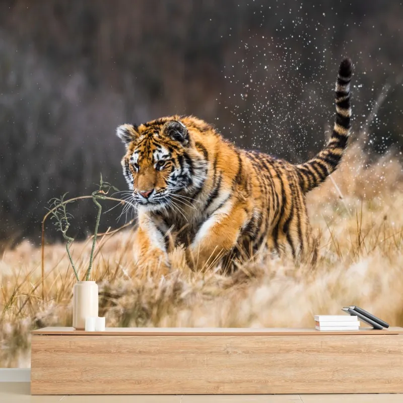 Fototapeta tygrys Syberyjski w biegu