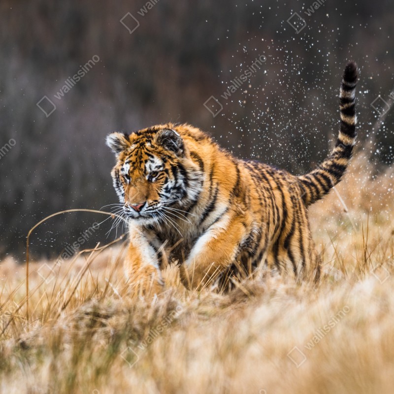 Fototapeta tygrys Syberyjski w biegu – Wallissimo® Fototapeta tygrys Syberyjski w biegu – Wallissimo®