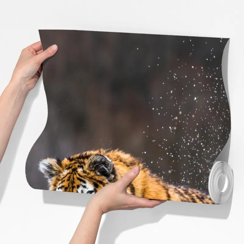 Fototapeta tygrys Syberyjski w biegu – Wallissimo® Fototapeta tygrys Syberyjski w biegu – Wallissimo®