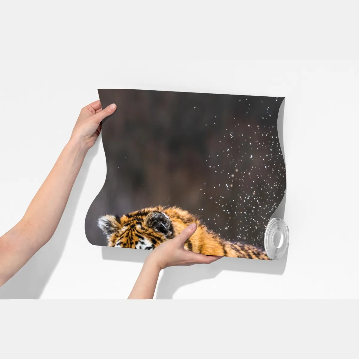 Fototapeta tygrys Syberyjski w biegu – Wallissimo® Fototapeta tygrys Syberyjski w biegu – Wallissimo®