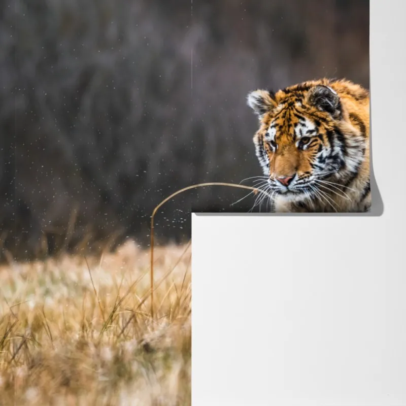 Fototapeta tygrys Syberyjski w biegu – Wallissimo® Fototapeta tygrys Syberyjski w biegu – Wallissimo®