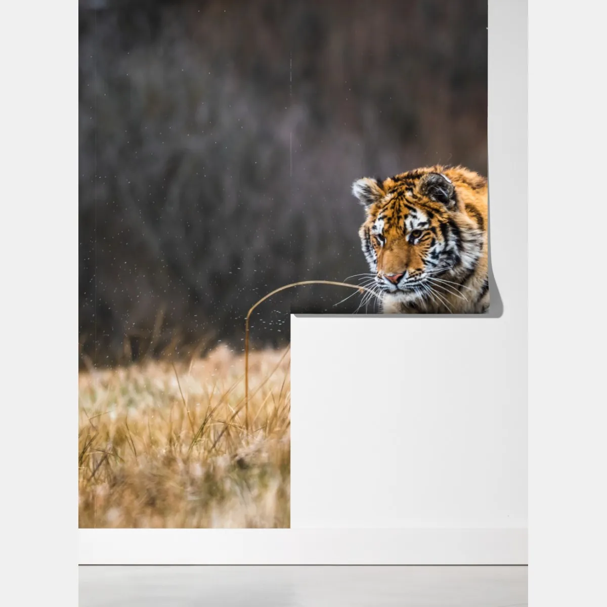 Fototapeta tygrys Syberyjski w biegu – Wallissimo® Fototapeta tygrys Syberyjski w biegu – Wallissimo®