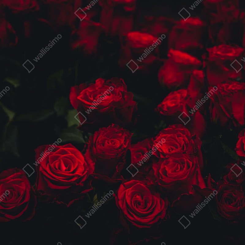 Fototapeta bukiet czerwonych róż – Wallissimo® Fototapeta bukiet czerwonych róż – Wallissimo®