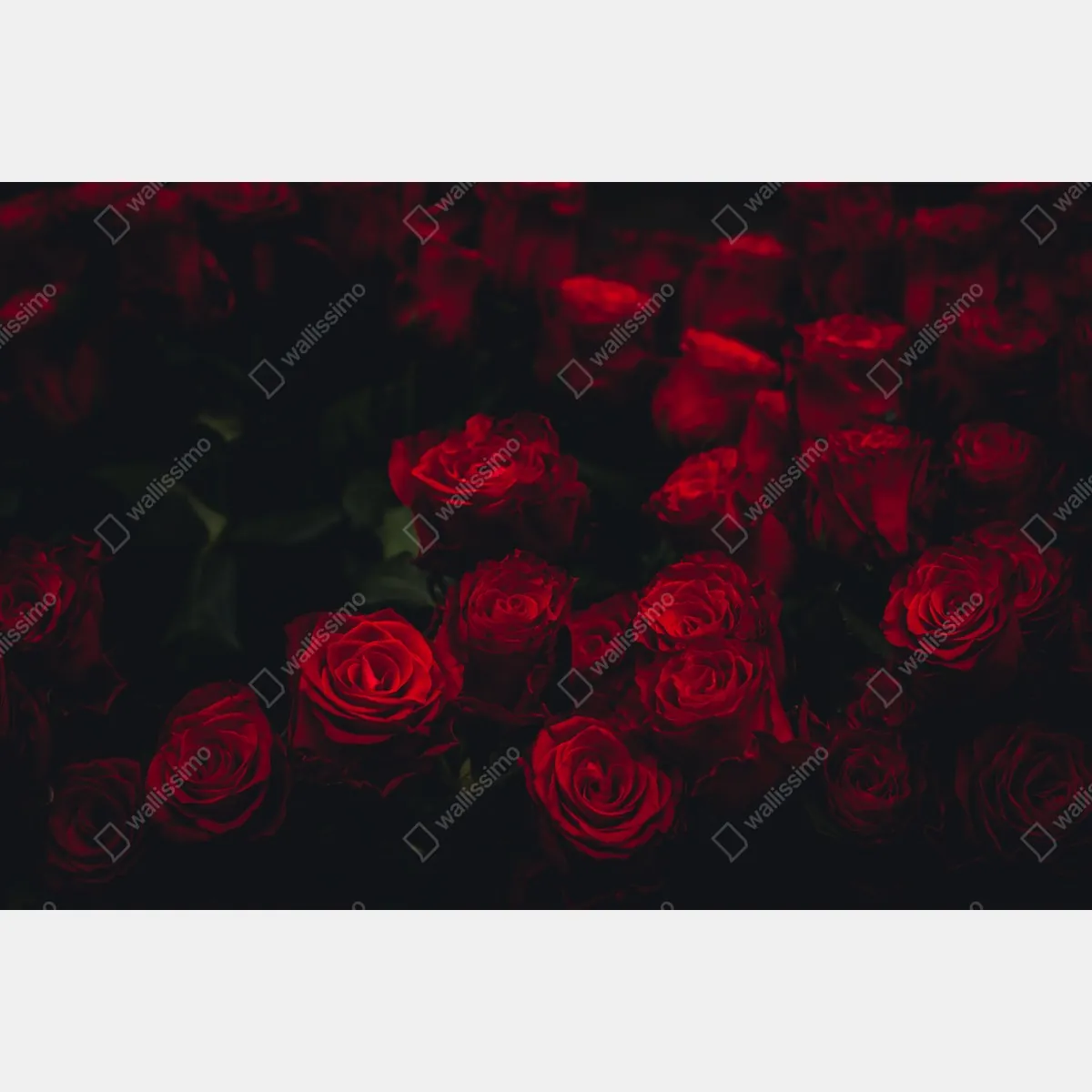 Fototapeta bukiet czerwonych róż – Wallissimo® Fototapeta bukiet czerwonych róż – Wallissimo®
