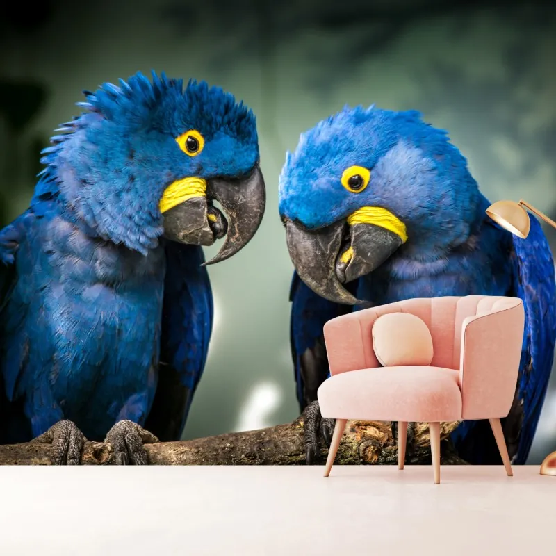 Fototapeta para niebieskich ary - portret z bliska