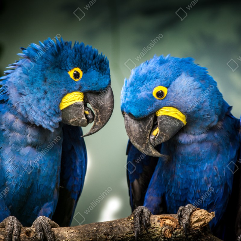 Fototapeta para niebieskich ary - portret z bliska – Wallissimo® Fototapeta para niebieskich ary - portret z bliska – Wallissimo®