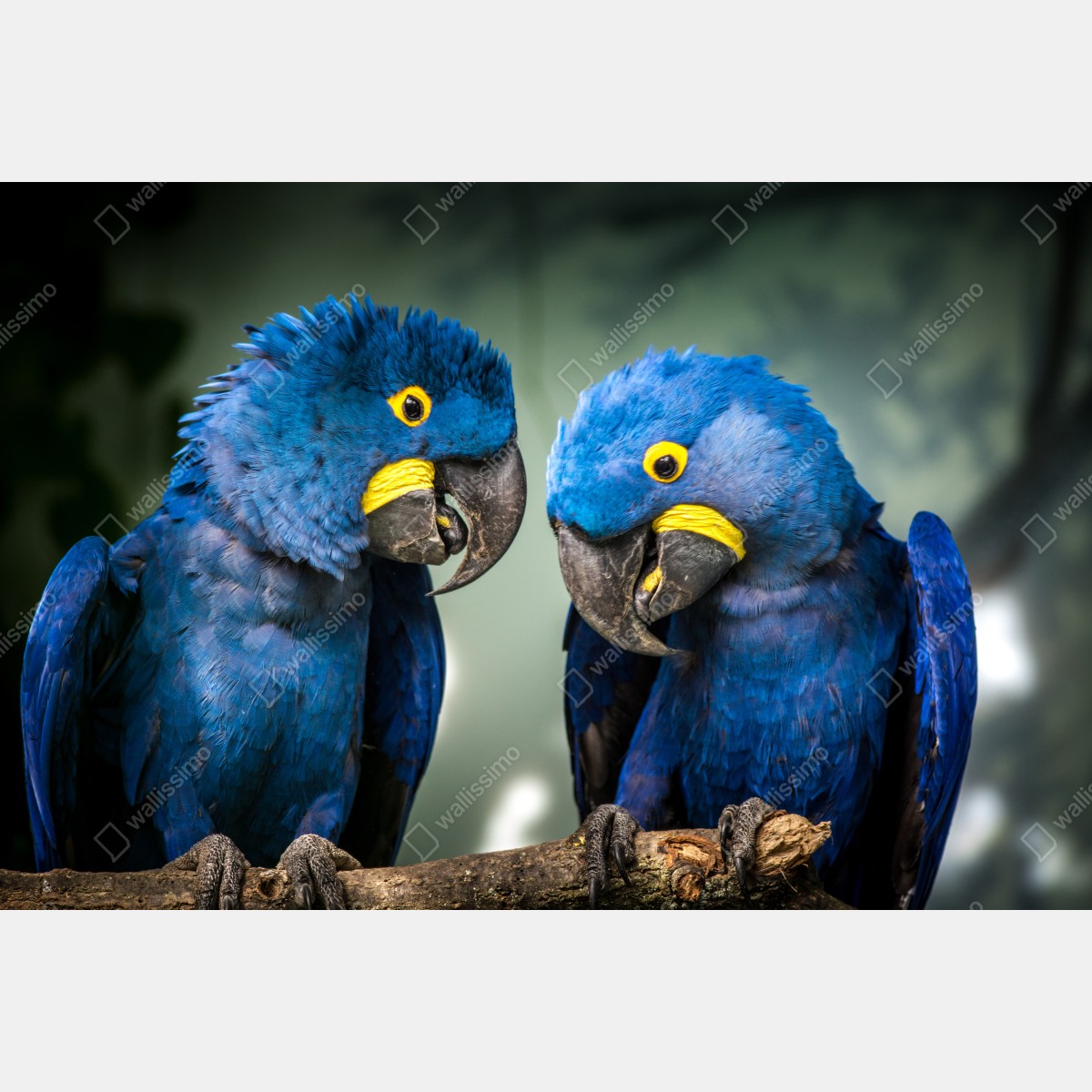 Fototapeta para niebieskich ary - portret z bliska – Wallissimo® Fototapeta para niebieskich ary - portret z bliska – Wallissimo®