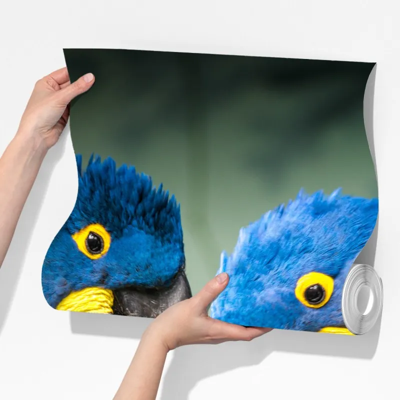 Fototapeta para niebieskich ary - portret z bliska – Wallissimo® Fototapeta para niebieskich ary - portret z bliska – Wallissimo®