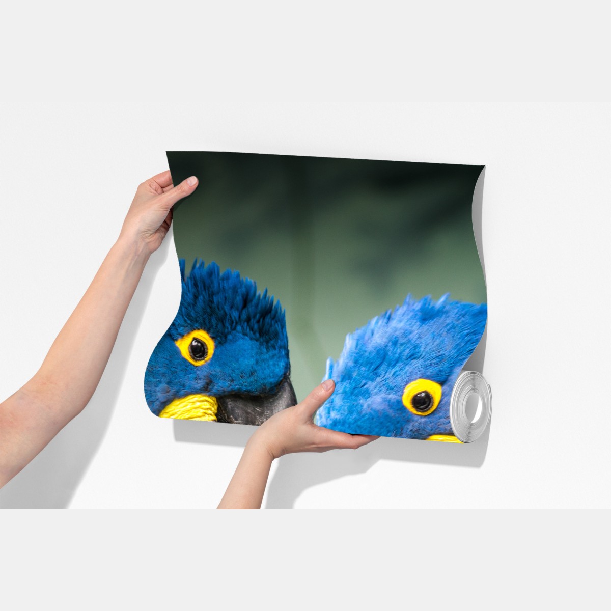 Fototapeta para niebieskich ary - portret z bliska – Wallissimo® Fototapeta para niebieskich ary - portret z bliska – Wallissimo®