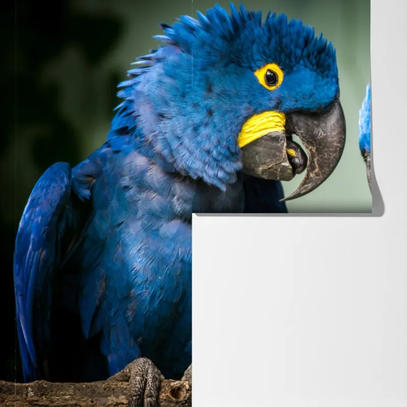 Fototapeta para niebieskich ary - portret z bliska – Wallissimo® Fototapeta para niebieskich ary - portret z bliska – Wallissimo®