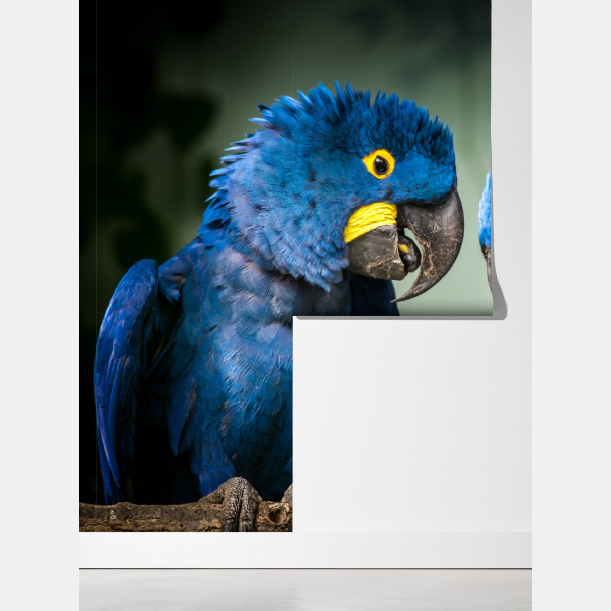 Fototapeta para niebieskich ary - portret z bliska – Wallissimo® Fototapeta para niebieskich ary - portret z bliska – Wallissimo®