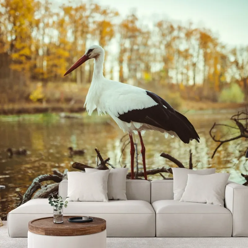 Fototapeta biały bocian nad jesiennym jeziorem – Wallissimo® Fototapeta biały bocian nad jesiennym jeziorem – Wallissimo®
