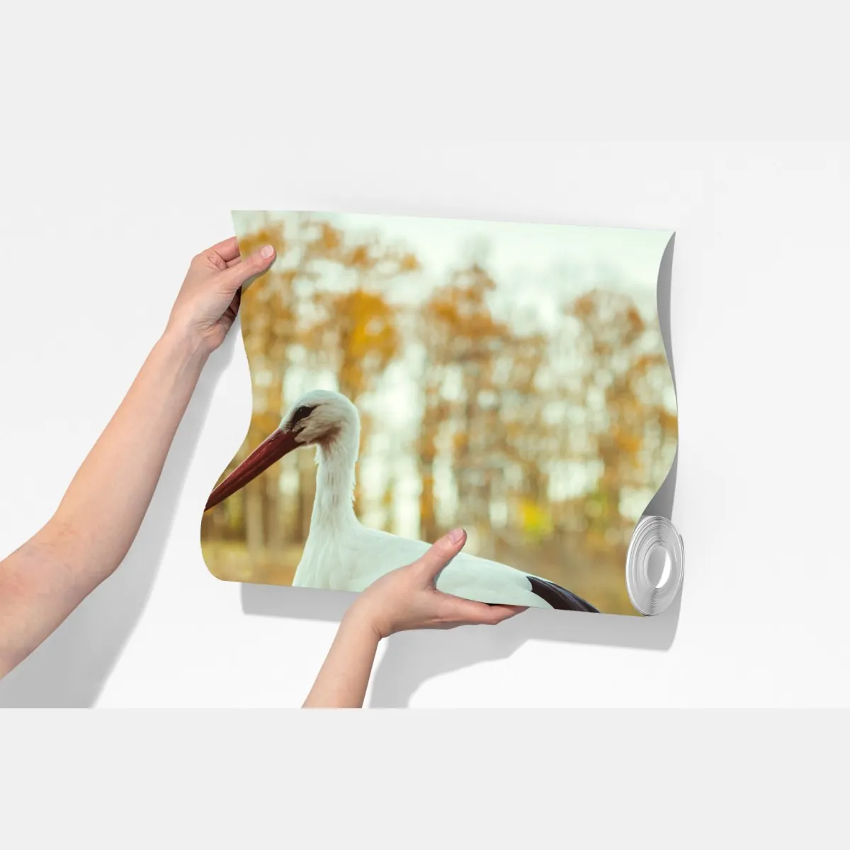 Fototapeta biały bocian nad jesiennym jeziorem – Wallissimo® Fototapeta biały bocian nad jesiennym jeziorem – Wallissimo®