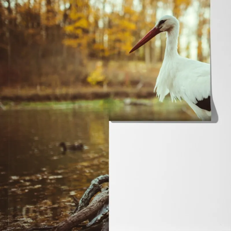 Fototapeta biały bocian nad jesiennym jeziorem – Wallissimo® Fototapeta biały bocian nad jesiennym jeziorem – Wallissimo®