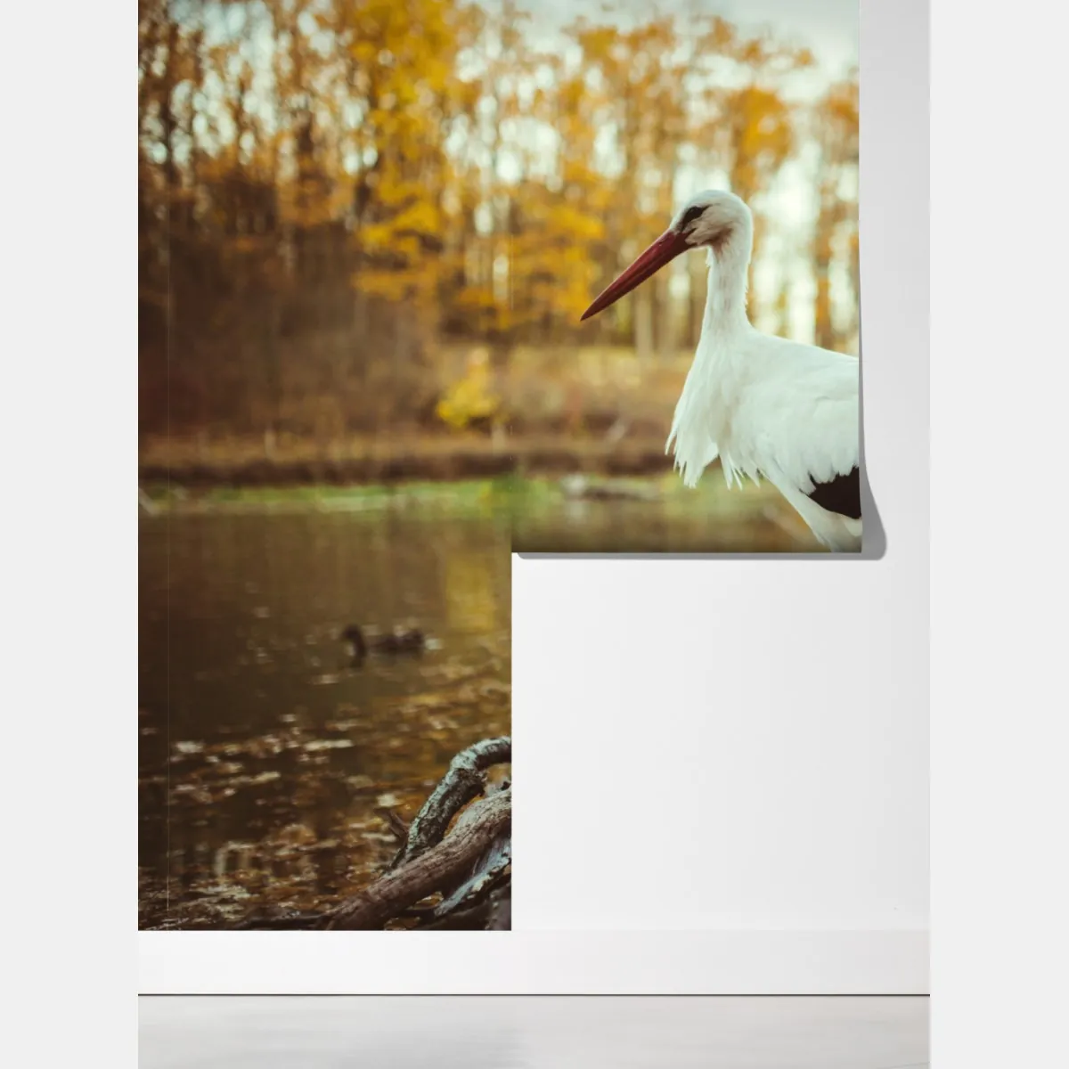 Fototapeta biały bocian nad jesiennym jeziorem – Wallissimo® Fototapeta biały bocian nad jesiennym jeziorem – Wallissimo®