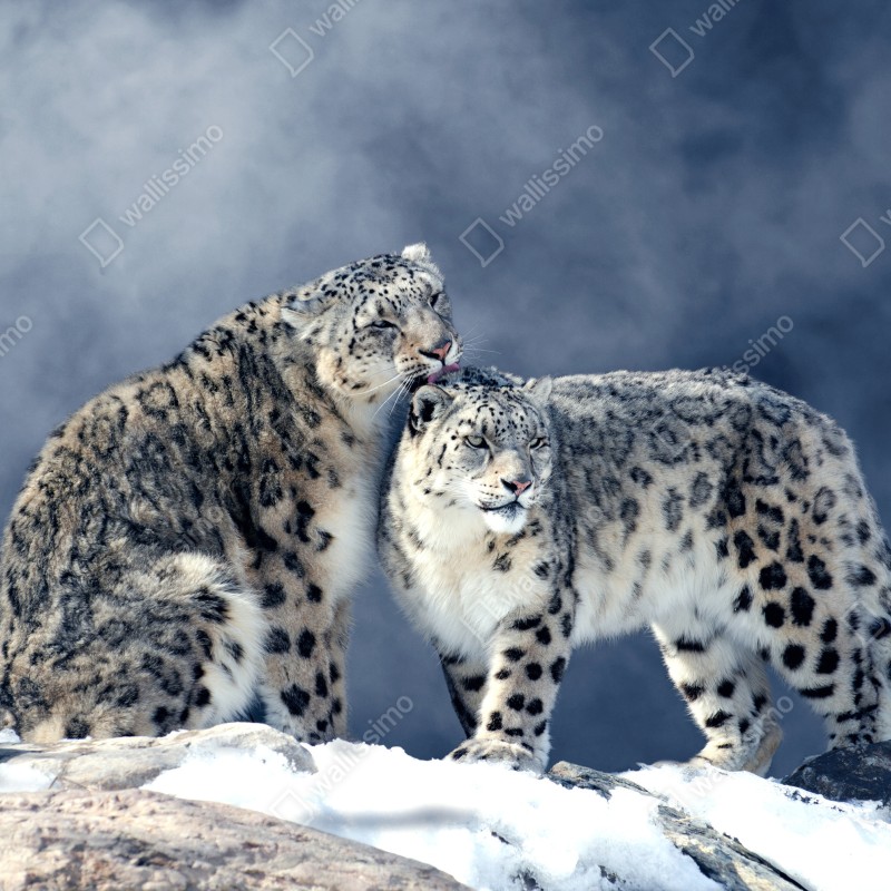 Fototapeta majestatyczne pantery śnieżne w zimie – Wallissimo® Fototapeta majestatyczne pantery śnieżne w zimie – Wallissimo®