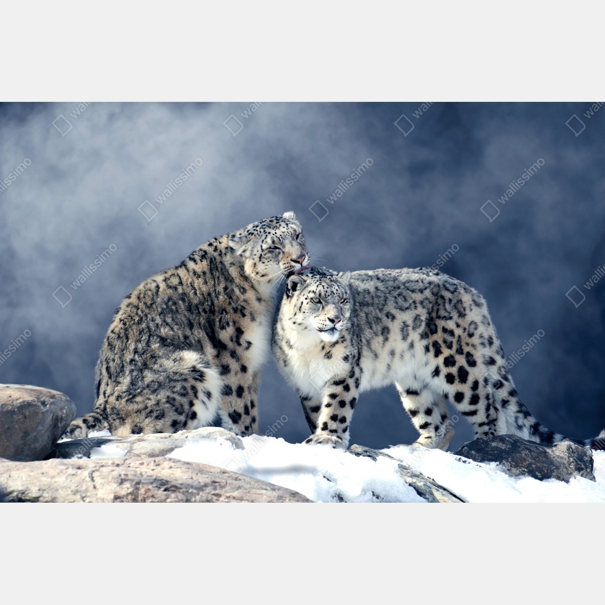 Fototapeta majestatyczne pantery śnieżne w zimie – Wallissimo® Fototapeta majestatyczne pantery śnieżne w zimie – Wallissimo®