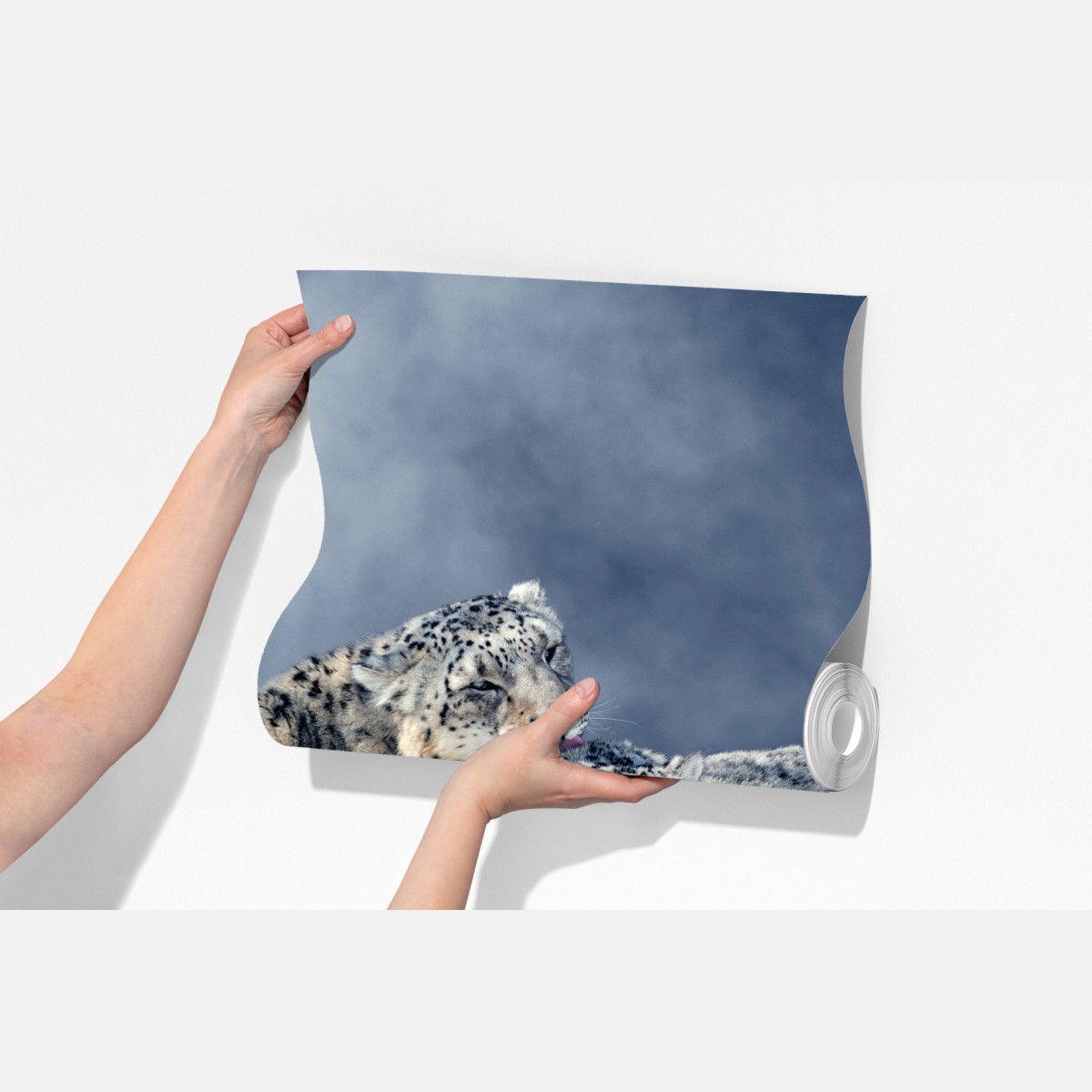 Fototapeta majestatyczne pantery śnieżne w zimie – Wallissimo® Fototapeta majestatyczne pantery śnieżne w zimie – Wallissimo®