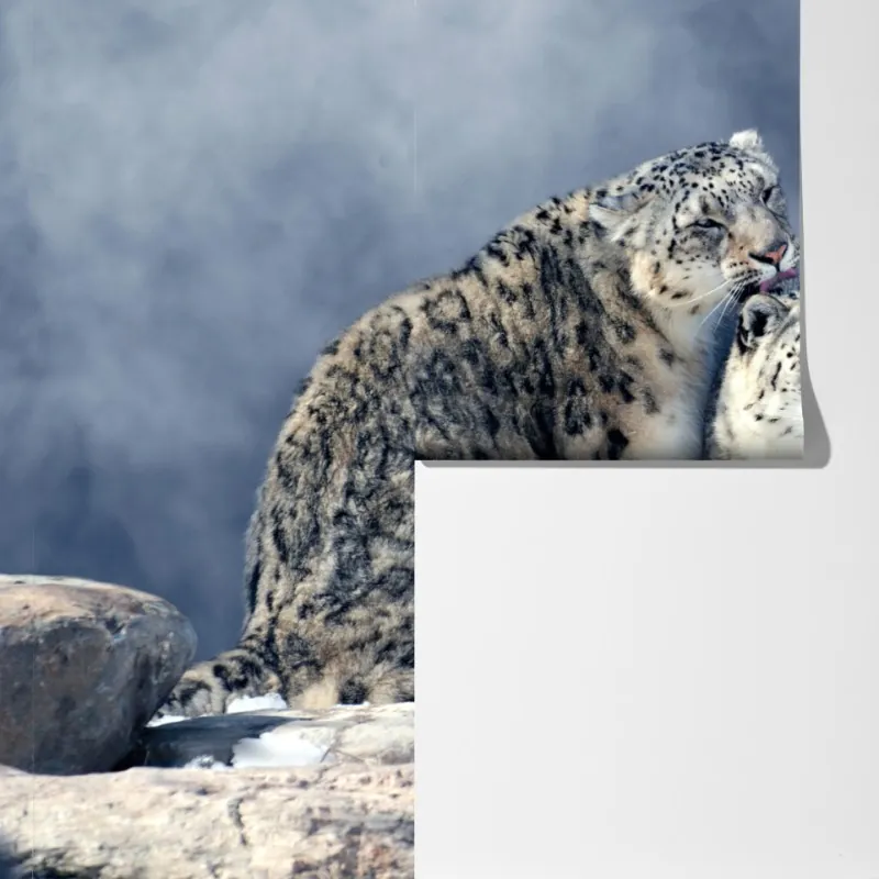 Fototapeta majestatyczne pantery śnieżne w zimie – Wallissimo® Fototapeta majestatyczne pantery śnieżne w zimie – Wallissimo®