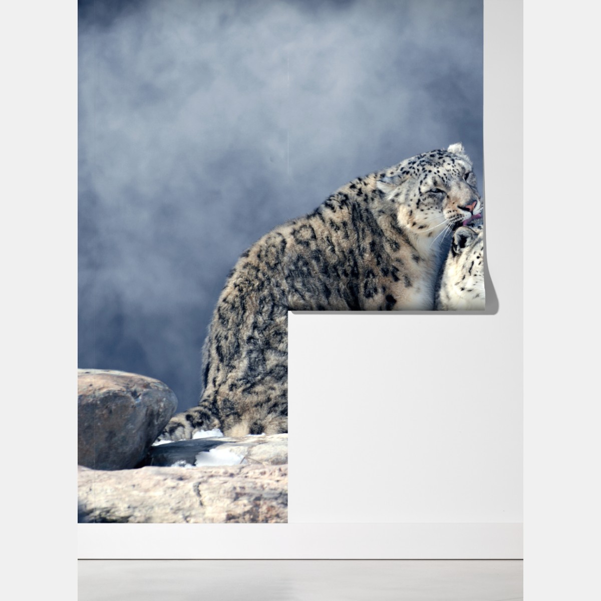 Fototapeta majestatyczne pantery śnieżne w zimie – Wallissimo® Fototapeta majestatyczne pantery śnieżne w zimie – Wallissimo®