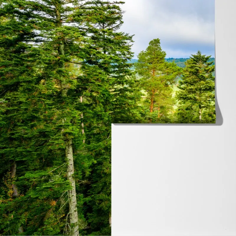 Fototapeta Czarny Las jesienna panorama drzew – Wallissimo® Fototapeta Czarny Las jesienna panorama drzew – Wallissimo®