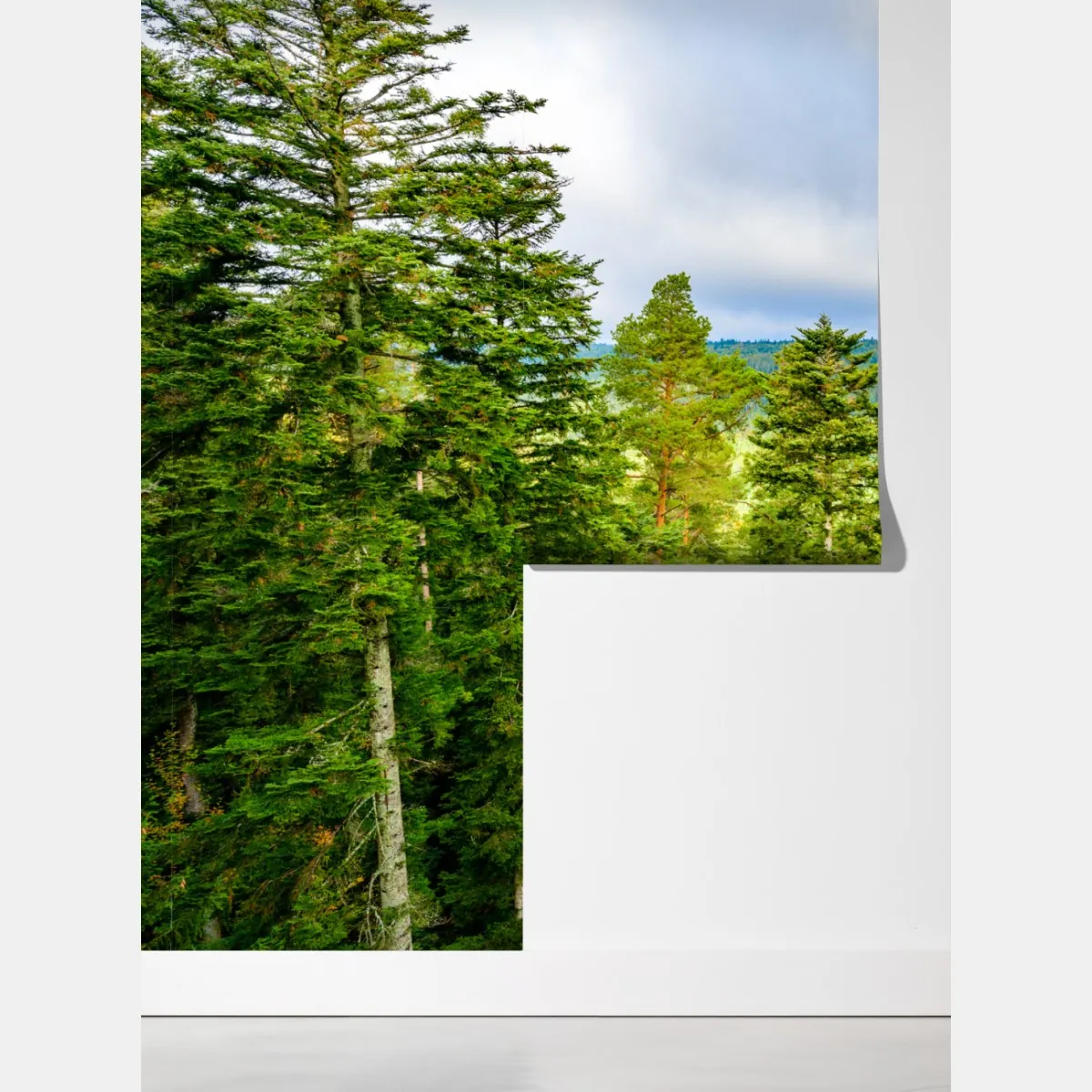 Fototapeta Czarny Las jesienna panorama drzew – Wallissimo® Fototapeta Czarny Las jesienna panorama drzew – Wallissimo®