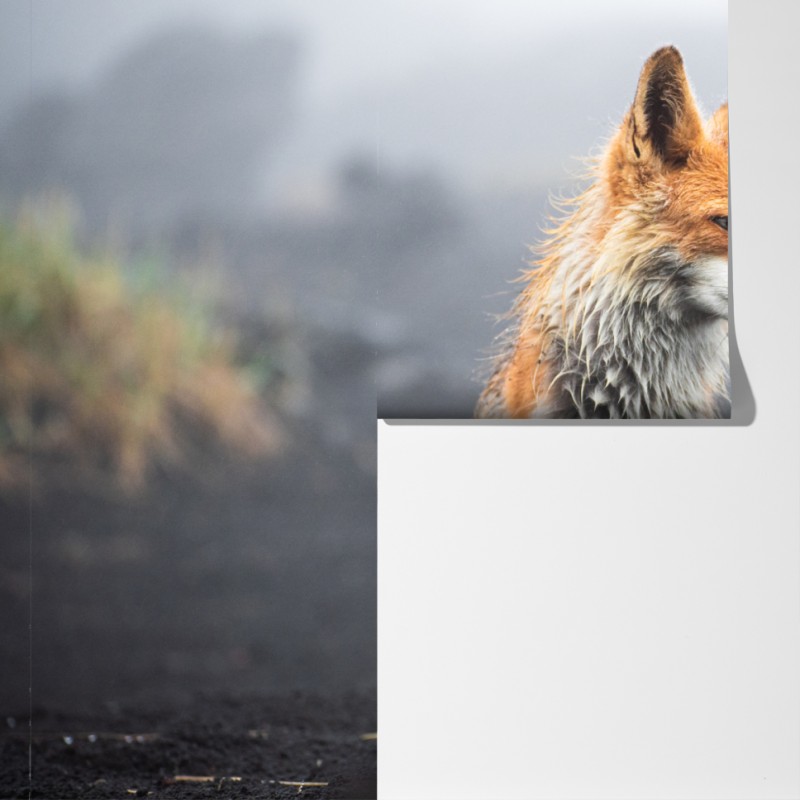 Fototapeta rudy lis w mglistym krajobrazie – Wallissimo® Fototapeta rudy lis w mglistym krajobrazie – Wallissimo®